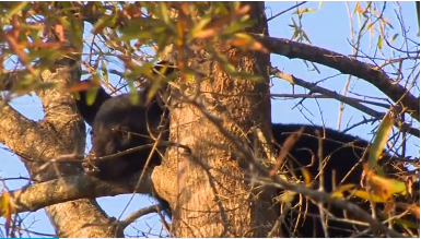 A black bear cub gets stuck in a tree near an apartment building in North Carolina. (Photo courtesy of Reuters video file)
