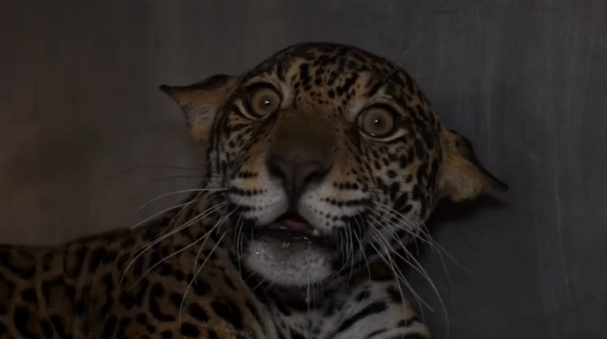 Found paralysed and near death, D'yaira the jaguar is now up and moving and on her way to an animal sanctuary after being nursed back to health in Quito. (Photo grabbed from Reuters video)