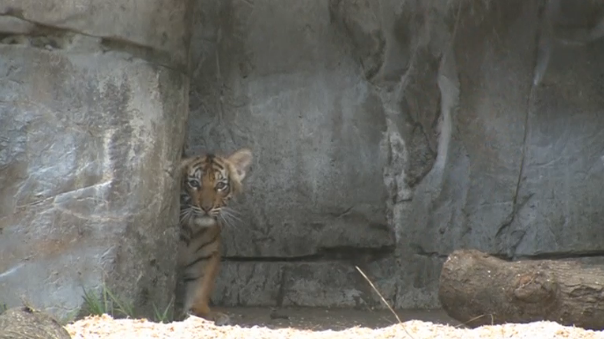A rare Malayan tiger cub, named Berisi, by zoo staff, emerges from her den at Tampa's Lowry Park Zoo, three months after birth. (Photo grabbed from Reuters video)