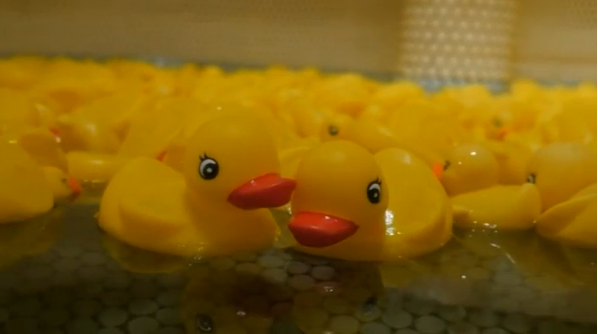 Children enjoy a dip in a bath with a thousands rubber ducks in Japan. (photo grabbed from Reuters video)