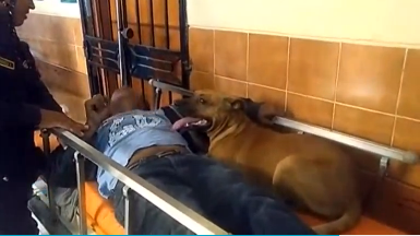 Chimbote man is forced to go to hospital after hitting his head, so his dogs decide to come along. (Photo was grabbed from Reuters video file)