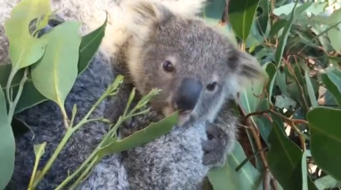 Sydney's Taronga Zoo shows off a seven-month-old koala joey who emerged from his mother's pouch for the first time. (Photo was grabbed from Reuters video file)