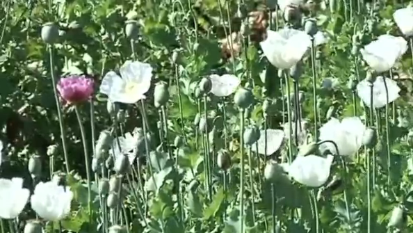 Myanmar farmers are finding it difficult to switch away from opium crops, as the UN drugs agency tries to eradicate the illicit trade.(photo grabbed from Reuters video) 