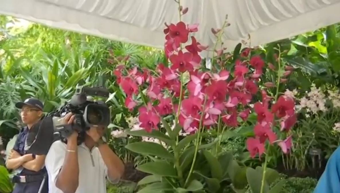 The orchid  Dendrobium Rodrigo Roa Duterte, is described as a violet Duterte orchid which is "compact, robust and vigorous hybrid" according to Singapore's National Parks Board.   (Photo grabbed from RTVM video)