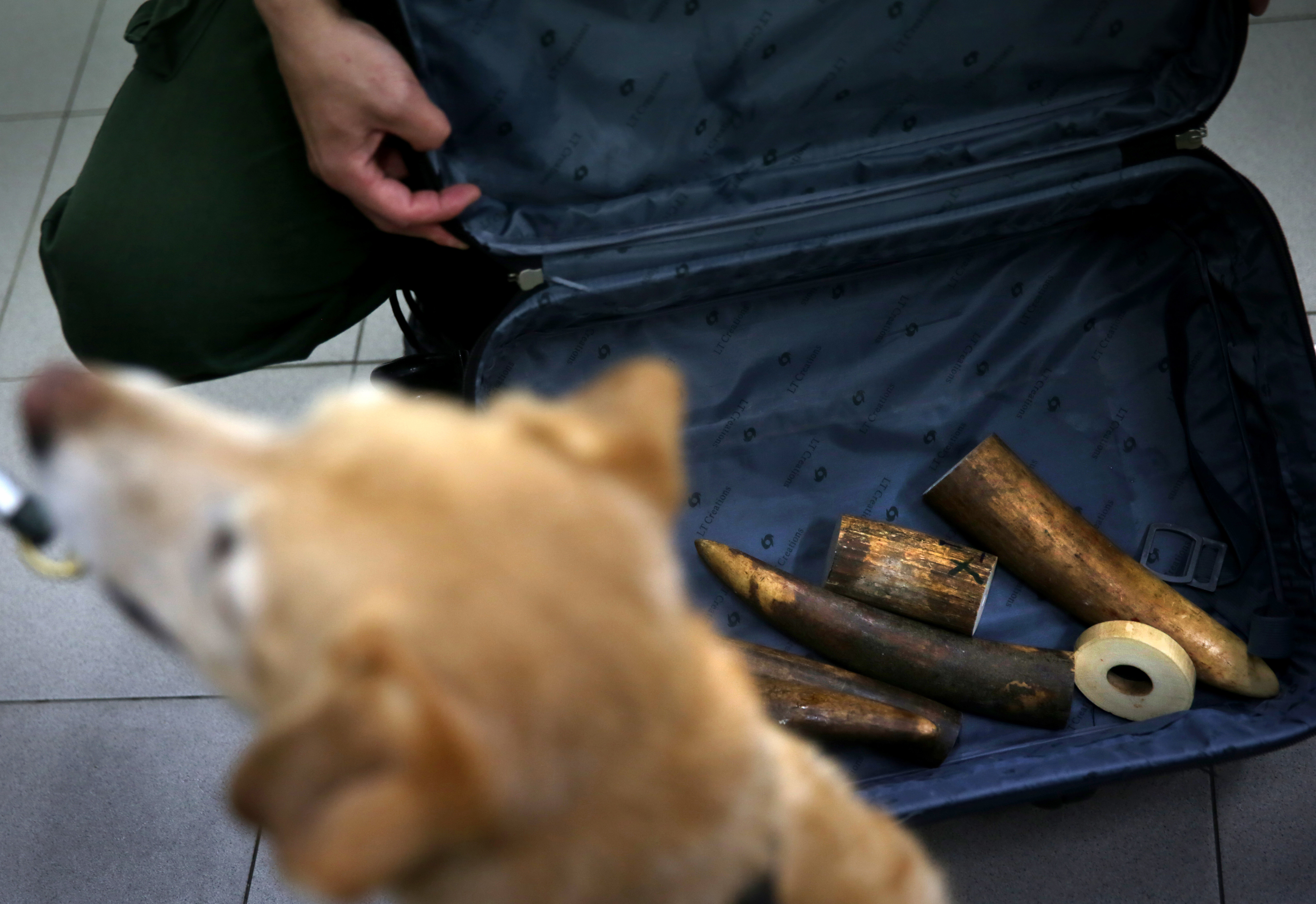 FILES: Rosie, a sniffer dog in service with Hong Kong's Agriculture, Fisheries and Conservation Department (AFCD), waits for a treat as a reward during an ivory detection training run in Ping Che district of the New Territories in Hong Kong on January 28, 2016. The AFCD provided access to the Hong Kong media to demonstrate how detector dogs are used to combat the trade in smuggled animals and animal products. Hong Kong is considered a major transit hub for the world Ivory trade. AFP PHOTO