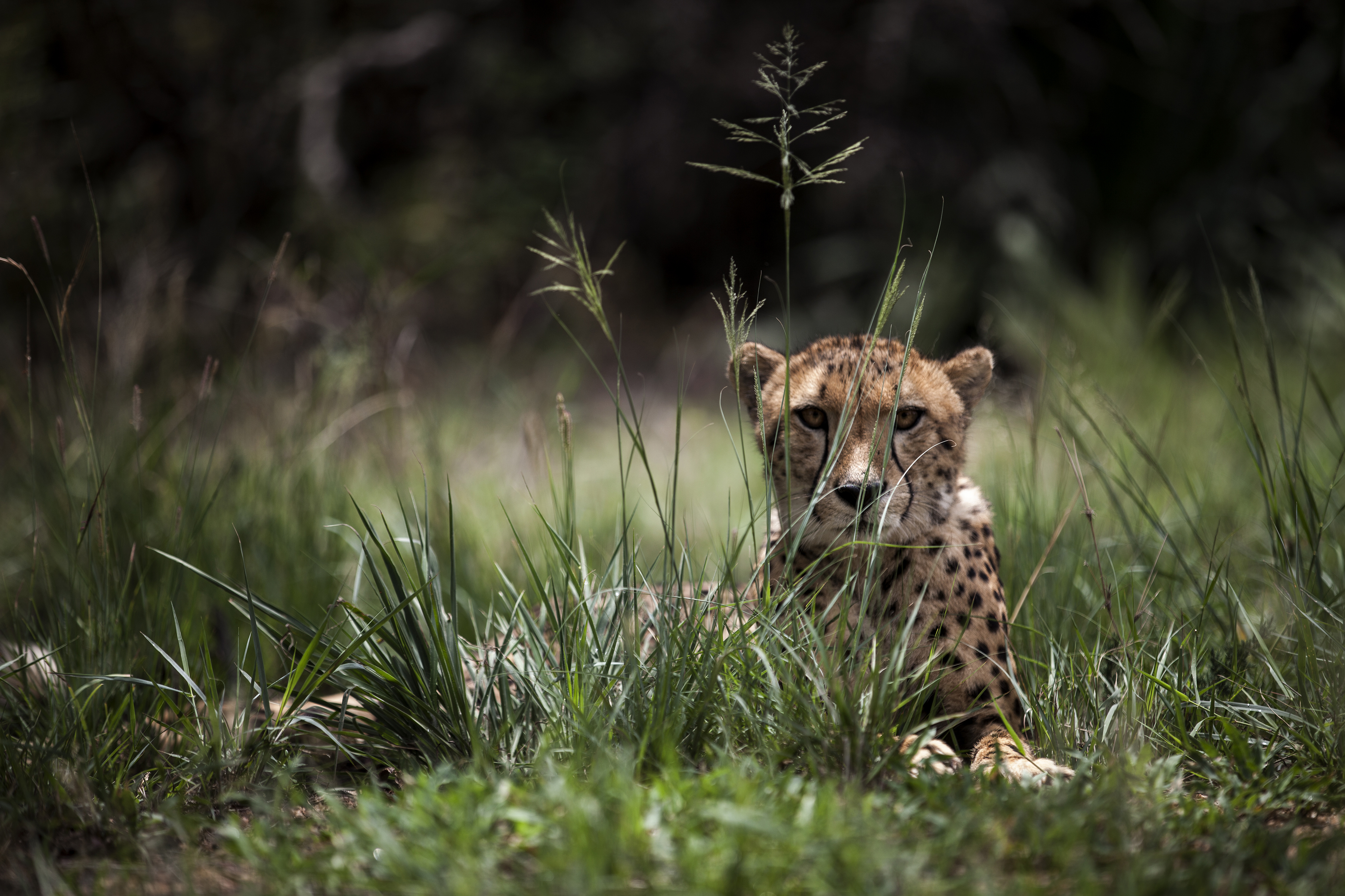 A Juvenile male cheetah is pictured inside a closed camp at the Ann van Dyk Cheetah Centre on December 30, 2016 in Hartbeespoort, South Africa.  Cheetahs are "sprinting" to extinction due to habitat loss and other forms of human impact, according to a new study out this week which called for urgent action to save the world's fastest land animals. / AFP PHOTO / JOHN WESSELS