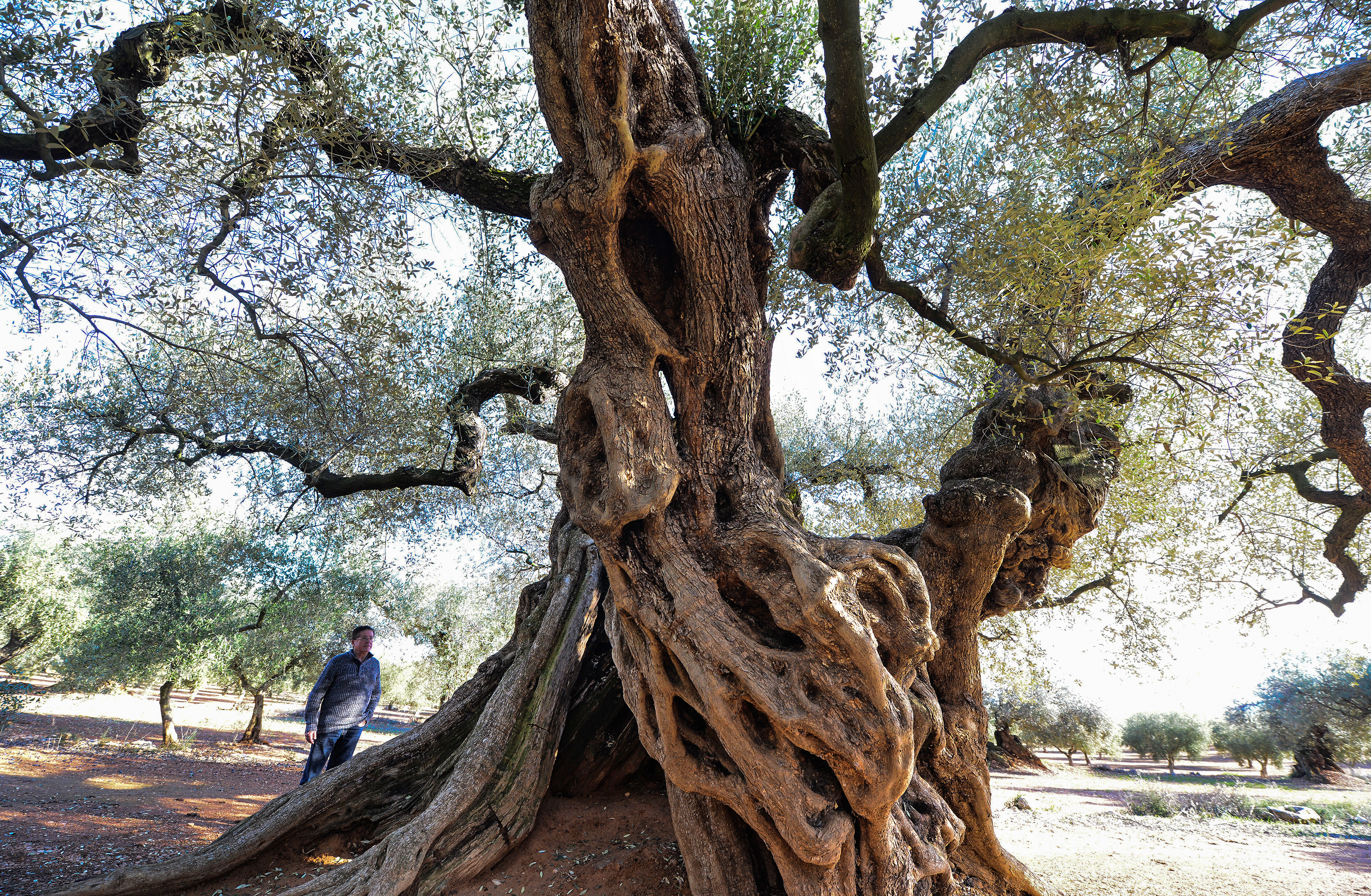A man looks at the millennia old olive tree, famous for "staring" in the film "the Olive" by Spanish director Iciar Bollain , in an olive grove in the municipality of Uldecona, on December 6, 2016. The sun sets in eastern Spain and dozens of ancient olive trees cast long shadows on the ground.  / AFP PHOTO / JOSE JORDAN / TO GO WITH AFP STORY BY Michaela CANCELA-KIEFFER