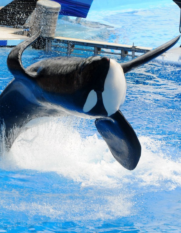 (FILES) This file photo taken on March 29, 2011 shows  Killer whale "Tilikum" during its performance in its show "Believe" at Sea World in Orlando, Florida.  Tilikum,an orca whale made famous by the US documentary "Blackfish" died on January 6, 2017 at the age of 36, announced via a tweet at SeaWorld theme park located in Orlando, Florida. A cause of death had not been determined, though he was being treated for a persistent bacterial infection. / AFP PHOTO / GETTY IMAGES NORTH AMERICA / GERARDO MORA