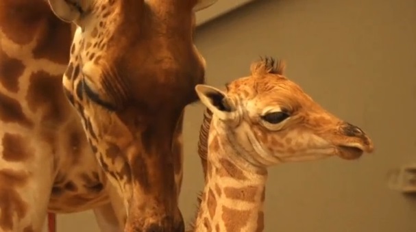 Belgian zoo celebrates birth of a baby giraffe and prepares for another one on the way. (Photo grabbed from Reuters video)