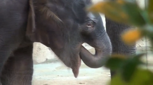 A zoo in Russia's Rostov-on-Don welcomes new arrival - a calf of an endangered Asian elephant. (Photo grabbed from Reuters video)