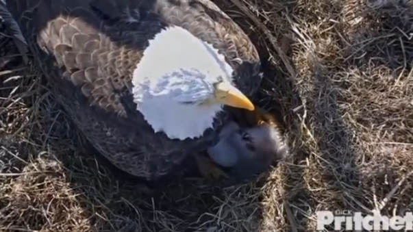First of two bald eagle eggs hatches in Fort Myers, Florida. (Photo grabbed from Reuters video)