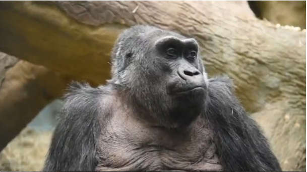 Colo, the oldest known gorilla in captivity, dies at age 60 at the Ohio zoo that served as her home.(photo grabbed from Reuters video) 