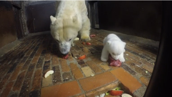 Young polar bear cub in Berlin zoo learns from his mother about eating away from prying eyes.(photo grabbed from Reuters video)