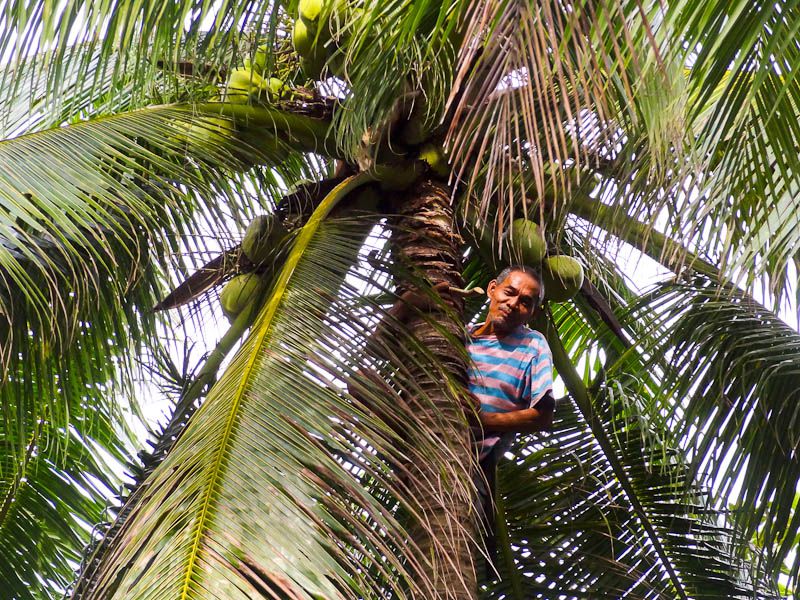 Philippine Coconut Authority (PCA) Administrator Billy Andal promised to aid all the coconut farmers to help them get back on their feet after experiencing the devastating typhoon Nina. (Photo is courtesy of Wikipedia)
