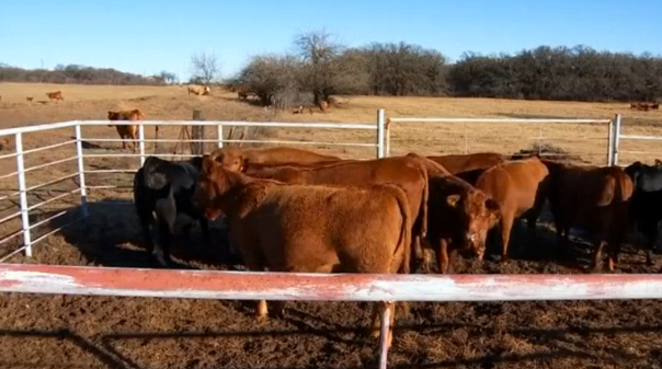 New high-tech ear tags track and monitor cows' locations and health. (Photo grabbed from Reuters video)