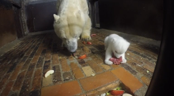 Young polar bear cub in Berlin zoo learns from his mother about eating away from prying eyes. (Photo grabbed from Reuters video)