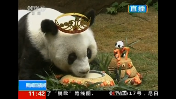 Basi, the world's oldest panda in captivity, celebrates her 37th birthday in southern China's Fujian province, state media reports. (Photo grabbed from Reuters video)