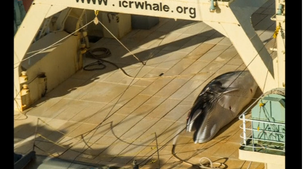 Anti-whaling activists Sea Shepherd publishes images of a dead whale onboard a Japanese vessel in the Southern Ocean, just days after Australian and Japanese leaders were discussing the issue.(photo grabbed from Reuters video) 