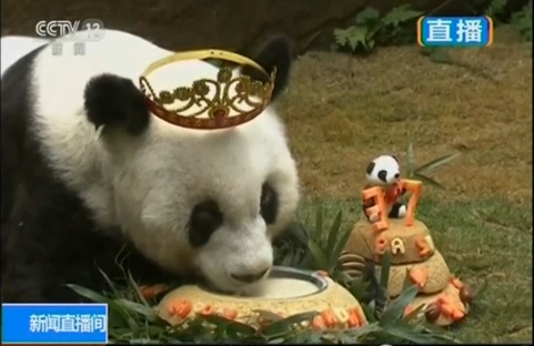 Basi, the world's oldest panda in captivity, celebrates her 37th birthday in southern China's Fujian province, state media reports.(photo grabbed from Reuters video)