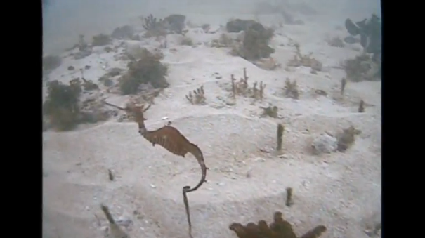 For the first time, biologists capture footage of a new species of seadragon, the ruby seadragon, alive in the wild.(photo grabbed from Reuters video)