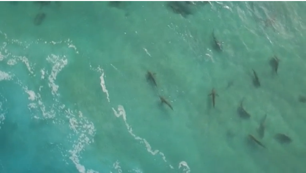 Pool of sharks swarm by Israel shores attracting dozens of shark enthusiasts.(photo grabbed from Reuters video)