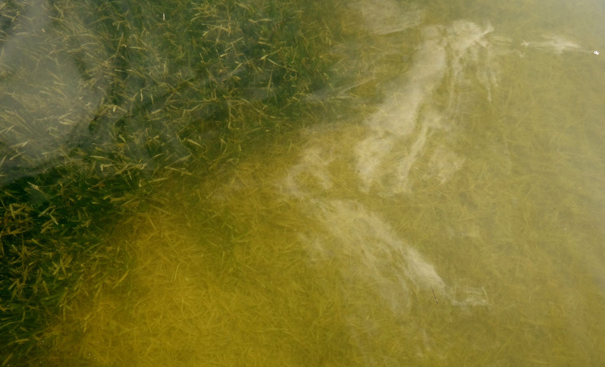An area of healthy green seagrass is seen April 13, 2016 next to a patch that is yellow and dying in Florida Bay, off the tip of south Florida between the Atlantic Ocean and the Gulf of Mexico. Ecologists say the lack of freshwater, siphoned off to protect sugar cane farms, has led to increasingly salty water that threatens the livelihoods of fishermen.                      Ecologists say the lack of freshwater, siphoned off to protect sugar cane farms, has led to increasingly salty water that threatens the livelihoods of fishermen. Decades ago, the sight of seagrass swaying beneath the waters off south Florida conjured romance for those who dangled their fishing lines in hopes of catching redfish, snook or mangrove snapper."My father used to talk about the grass looking like a woman's long hair flowing in the water. It was just a beautiful sight," said fishing guide Steve Friedman. But now, seagrass is dying at a rate unseen since the late 1980s in the Florida Bay, off the southern tip of Florida between the Atlantic Ocean and the Gulf of Mexico.  / AFP PHOTO / Kerry SHERIDAN / TO GO WITH AFP STORY BY KERRY SHERIDAN- "Underwater 'zombie grass' threatens Florida fishermen'