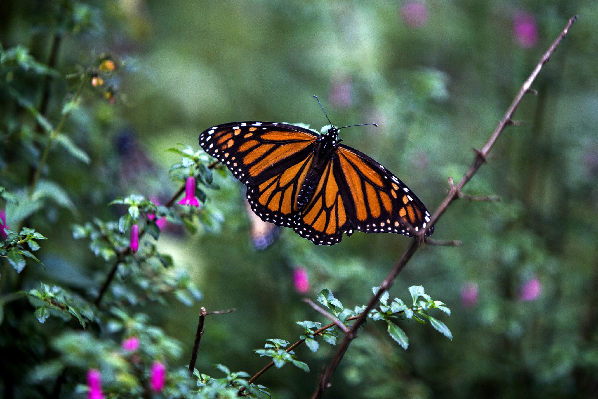 A Monarch butterfly (Danaus plexippus) is pictured at the oyamel firs (Abies religiosa) forest, in Ocampo municipality, Michoacan State in Mexico on December 19, 2016.  Millions of monarch butterflies arrive each year to breed at the oyamel firs forest in Michoacan State, after travelling more than 4,500 kilometres from the United States and Canada. / AFP PHOTO / ENRIQUE CASTRO