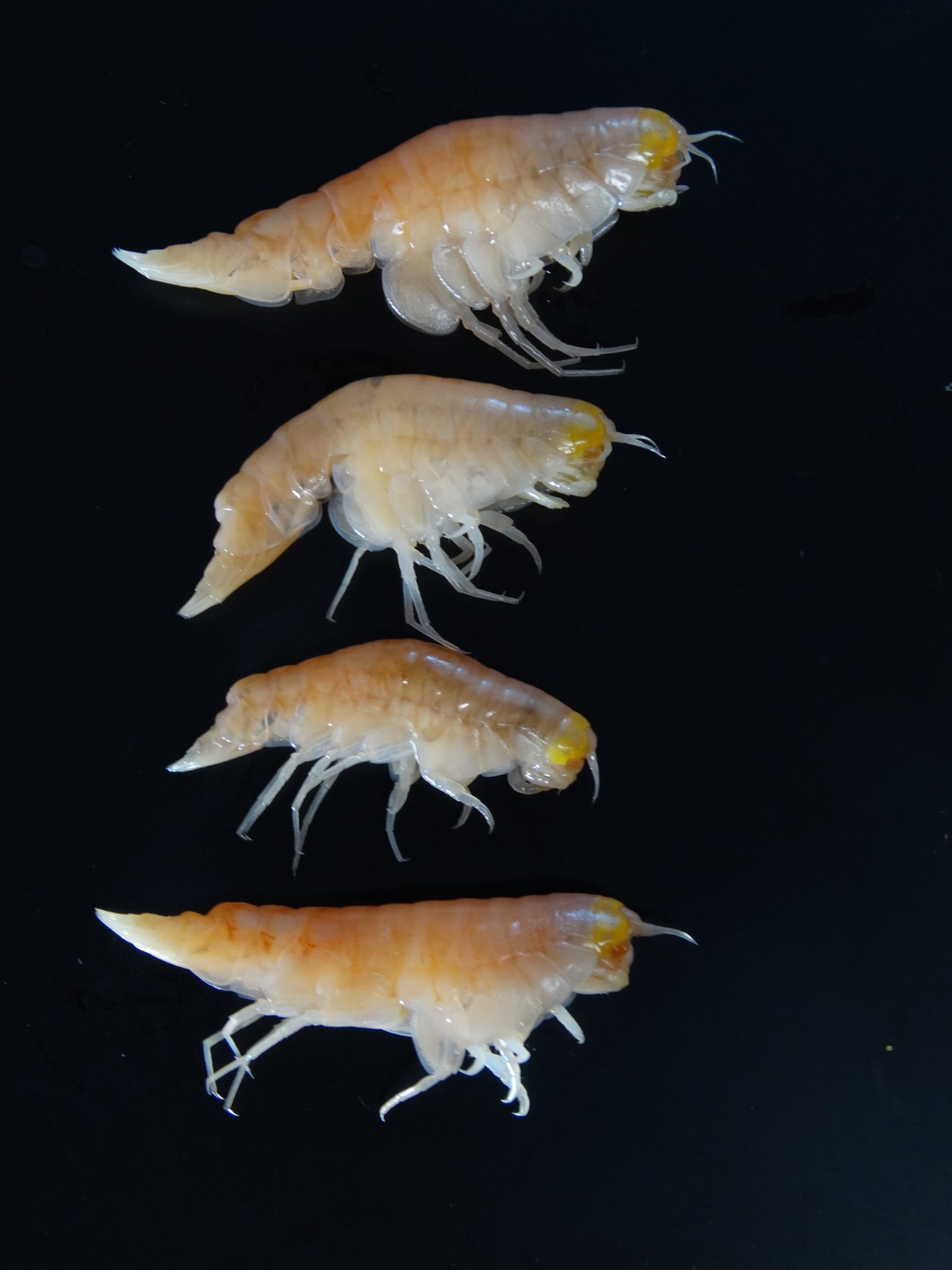 A handout photo released on February 9, 2017 by Nature shows ultra-deepwater amphipod Hirondellea gigas from the deepest depths of the Mariana Trench in the Northwest Pacific Ocean. This species is known to inhabit depths of 6000 to nearly 11,000m. Banned chemicals are tainting tiny crustaceans that inhabit the deepest ocean, a study said on February 13, 2017 -- the first evidence that humans are polluting even the farthest reaches of our planet. Even at depths of nearly 11 kilometres (seven miles) these scavengers could not escape "extraordinary" levels of contamination with chemicals used in coolants and insulating fluids, researchers said.  / AFP PHOTO / NATURE PUBLISHING GROUP / Dr. Alan JAMIESON / RESTRICTED TO EDITORIAL USE - MANDATORY CREDIT "AFP PHOTO / NATURE / DR. ALAN JAMIESON / NEWCASTLE UNIVERSITY" - NO MARKETING NO ADVERTISING CAMPAIGNS - DISTRIBUTED AS A SERVICE TO CLIENTS - TO GO WITH AFP STORY BY MARIETTE LE ROUX