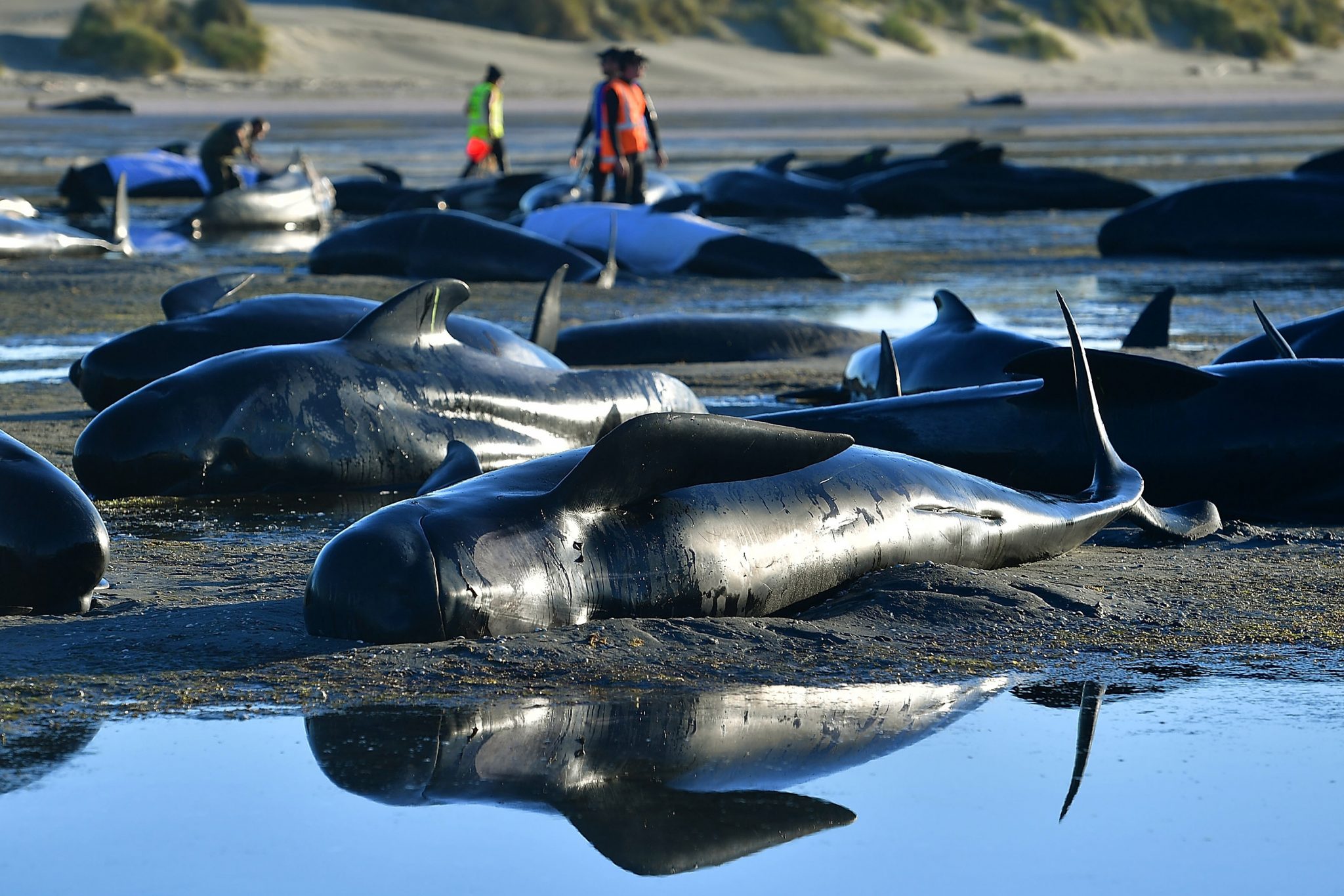 This picture taken on February 11, 2017 shows pilot whales lying on a beach during a mass stranding at Farewell Spit. Most of the more than 200 whales who became stranded on New Zealand's notorious Farewell Spit on the weekend have been able to refloat themselves, conservation officials said on February 12.  / AFP PHOTO / Marty MELVILLE