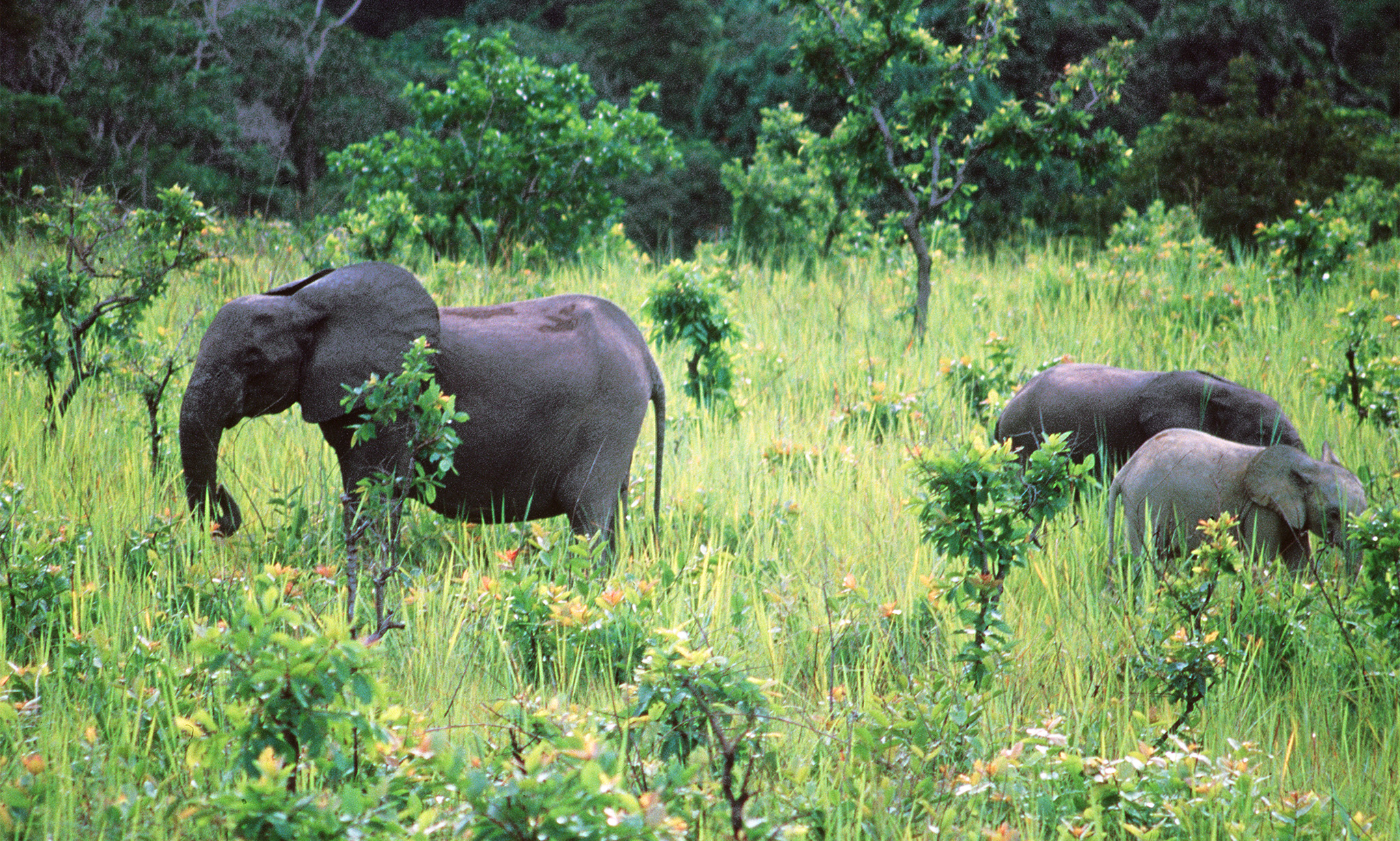 (FILES) This file photo taken on November 28, 1999 shows elephants eating in La Lope National Parc, central Gabon. Poachers are killing elephants for their ivory at an alarming rate in the central African nation of Gabon, leading to a loss of 80 percent of the population in the last decade, according a report in the journal Current Biology, AFP reported on February 20, 2017. / AFP PHOTO / -