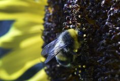 (FILES) This file photo taken on August 16, 2016 shows a bumblebee as it collects pollen from a sunflower in a garden outside Moscow. Entice them with a sweet reward and bumblebees can be trained to roll a ball into a goal, revealing unexpectedly complex learning abilities for an insect, researchers said on February 23, 2017. The findings in the US journal Science offer the first evidence that bees can learn a skill that is not directly related to their typical duties of foraging for food. Even more, bumblebees appeared to learn best by watching the behavior of other bees, and sometimes even improved on their predecessors' techniques. / AFP PHOTO / YURI KADOBNOV