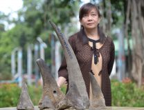 Theresa Mundita Lim, of the Biodiversity Management Bureau (BMB) of the Department of Environment and Natural Resources, stands next to rhinoceros horns, seized by customs bureau, during the turn-over ceremony at the Biodiversity Management Bureau office in Manila on February 27, 2017. The seized rhinoceros horns estimated to be worth at 1.48 million USD, were part of the stockpile of the customs bureau, and were seized in 2012 at the Manila container port, declared as cashew nuts and shipped from Maputo City in Mozambique. / AFP PHOTO / TED ALJIBE