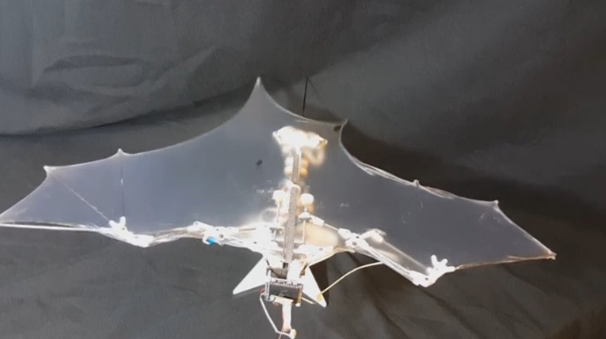 Scientists at the California Institute of Technology and the University of Illinois Urbana-Champaign design a drone based on the complex wing structure of bats. (Photo grabbed from Reuters video)