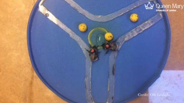 Scientists in London train bumblebees to 'score' goals by moving a mini ball to a target; demonstrating unprecedented learning abilities. (Photo grabbed from Reuters video)