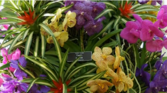 "The Orchid Show: Thailand" brings big, bold, beautiful flowers to New York.(photo grabbed from Reuters video)