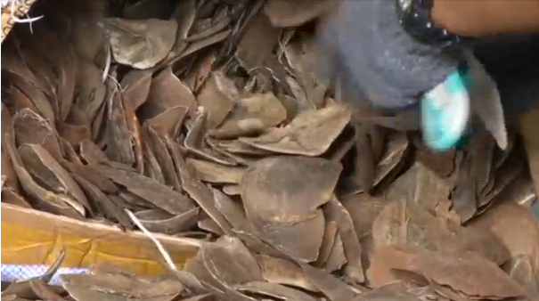 Thailand has seized 2.9 tonnes of pangolin scales worth more than $800,000 that were smuggled from Congo and destined for Laos.(photo grabbed from Reuters video)