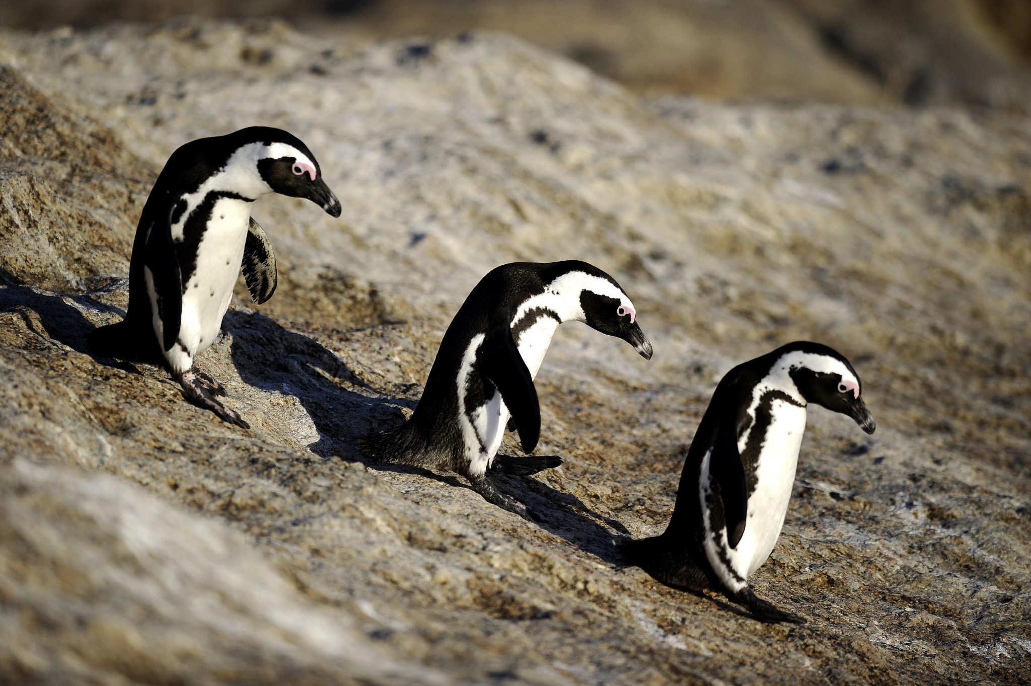 (FILES) This file photo taken on March 16, 2011 shows African penguins in Simon's Town, South Africa.  Endangered, young penguins in southern Africa are confused about where to find food due to climate change and overfishing, and are dying in high numbers as a result, researchers said on February 9, 2017. The report in the journal Current Biology describes a dire predicament for African penguins, whose young population is projected to be down 50 percent in some of the most affected areas of Namibia and South Africa.  / AFP PHOTO / STEPHANE DE SAKUTIN