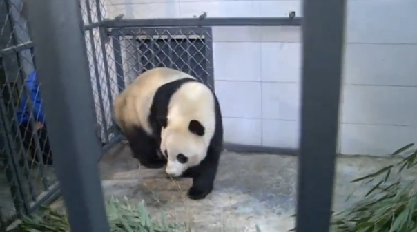 America-born female Giant Panda Bao Bao arrives at her new home in southwestern China. (Photo grabbed from Reuters video)