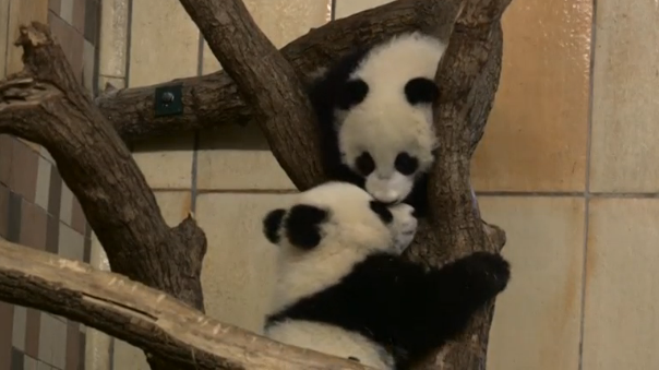 Vienna zoo's panda twins play around in their pen as they celebrate turning six months old. (Photo grabbed from Reuters video)