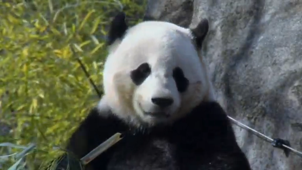 Officials at the Smithsonian National Zoo in Washington prepare giant panda Bao Bao for her trip to China. (Photo grabbed from Reuters video)