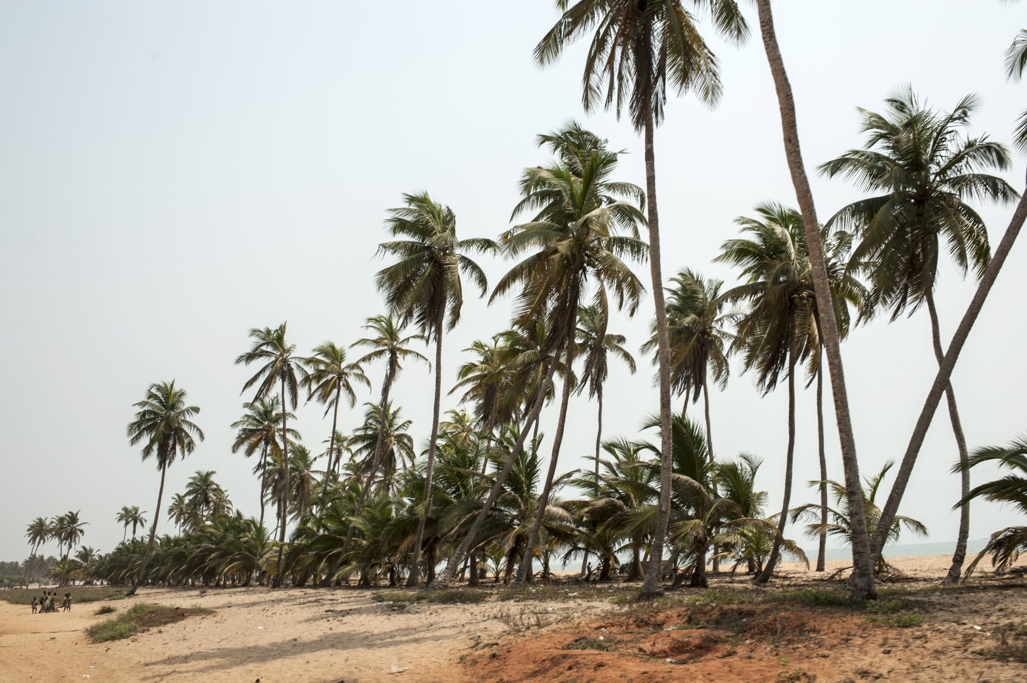 A picture taken on January 11, 2017 shows palm trees on a beach outside the small coastal town of Ouidah, some 40km from Cotonou.  With its beaches, a remarkable historical heritage and its animal parks, Benin has nothing to envy the most beautiful African destinations... except their number of tourists. Only 200.000 tourists visited the country in 2014-2015 (the last numbers available).  / AFP PHOTO / STEFAN HEUNIS