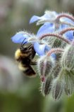 (FILES) This file photo taken on July 13, 2013 shows a bumblebee gathering pollen on a flower in the suburbs of Paris. Bumblebees leave odours on the flowers they gather nectar from and are able to distinguish the smell of other bumblebees belonging to the same hive from others, which allows them to find nectar more efficiently, according to a study published on March 7, 2017. / AFP PHOTO / JACQUES DEMARTHON