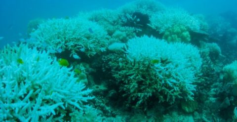 This undated handout from Biopixel released on March 10, 2017 shows a coral reef suffering from bleaching on the Great Barrier Reef. Australia's iconic Great Barrier Reef is experiencing an unprecedented second straight year of mass coral bleaching, scientists said on March 10, 2017, warning many species would struggle to fully recover. / AFP PHOTO / BIOPIXEL / Handout / RESTRICTED TO EDITORIAL USE - MANDATORY CREDIT "AFP PHOTO / BIOPIXEL" - NO MARKETING NO ADVERTISING CAMPAIGNS - DISTRIBUTED AS A SERVICE TO CLIENTS - NO ARCHIVES