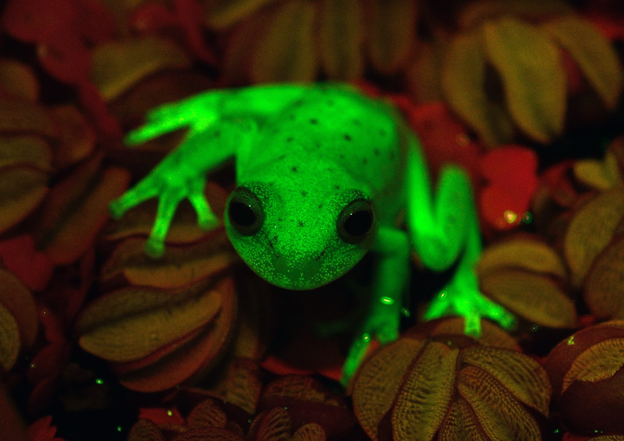 Handout photo relased by CONICET and MACN (Museo Argentino de Ciencias Naturales) researchers Carlos Taboada and Julian Faivovich on March 16, 2017 in Buenos Aires of a fluorescent polka-dot tree frog (Hypsiboas punctatus) that lives in South America. Argentine and Brazilian scientists discovered the first case of natural fluorescence in amphibians in the tree-frog. / AFP PHOTO / MACN-CONICET / C.TABOADA-J.FAIVOVICH