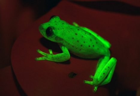 Handout photo relased by CONICET and MACN (Museo Argentino de Ciencias Naturales) researchers Carlos Taboada and Julian Faivovich on March 16, 2017 in Buenos Aires of a fluorescent polka-dot tree frog (Hypsiboas punctatus) that lives in South America. Argentine and Brazilian scientists discovered the first case of natural fluorescence in amphibians in the tree-frog. / AFP PHOTO / MACN-CONICET / C.TABOADA-J.FAIVOVICH
