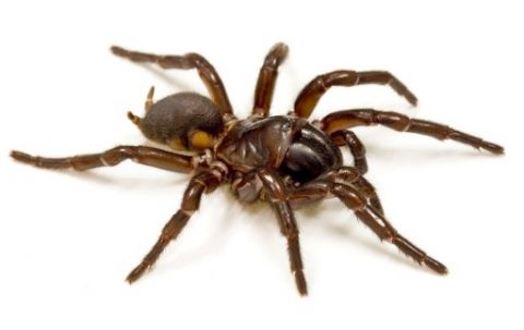 This undated handout photo received from the University of Queensland in Brisbane on March 21, 2017 shows a funnel web spider. A protein extracted from the venom of potentially deadly funnel web spiders could minimise the effects of brain damage after a stroke, researchers in Australia said on March 21, 2017. / AFP PHOTO / UNIVERSITY OF QUEENSLAND / Bastian RAST / ----EDITORS NOTE ----RESTRICTED TO EDITORIAL USE MANDATORY CREDIT " AFP PHOTO / UNIVERSITY OF QUEENSLAND / BASTIAN RAST" NO MARKETING NO ADVERTISING CAMPAIGNS - DISTRIBUTED AS A SERVICE TO CLIENTS - NO ARCHIVES