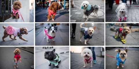 (COMBO) This combination of images taken over a period from November 2016 to March 2017 shows dogs dressed in clothing on the streets of Shanghai. Poodles in pink dresses, Pekinese wearing shirts, a Pomeranian in sneakers and a raincoat -- the sidewalks of Shanghai can sometimes seem like catwalks gone to the dogs. / AFP PHOTO / Johannes EISELE