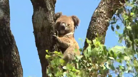 Koalas, who normally get their water from chewing eucalyptus leaves, are believed to be affected by climate change, and are finding relief in water stations set up especially for them in rural Australia.(photo grabbed from Reuters video)