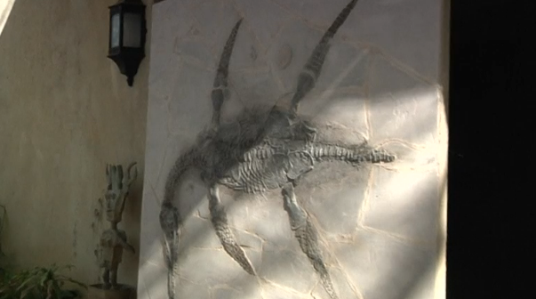 Mexico's arid desert areas throws up a new discovery, a complete skeleton of an ancient marine reptile thought to be 93 million years old. (Photo grabbed from Reuters video)