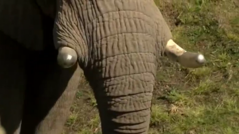 Vus'musi, a 13-year-old male elephant with damaged, crasked tusks, gets shiny brass caps for his tusks to keep them strong and healthy at his new zoo in Fresno, California.(photo grabbed from Reuters video)